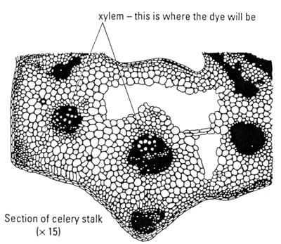Observing water moving through plants | Nuffield Foundation diagram of a celery stalk 